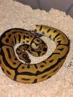 enchi leopard spotnose 100% het clown, Slang, 0 tot 2 jaar