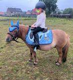 Gezocht: weide - houthalen, Weidegang, 2 of 3 paarden of pony's