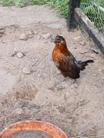 Antwerpse baardkrielen 2025: 4 hennetjes, Dieren en Toebehoren, Pluimvee, Kip