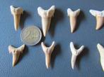 Schitterende set van 25 haaientanden - Carcharodon, Ophalen of Verzenden, Fossiel