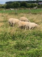 Ramlammeren, Dieren en Toebehoren, Schapen, Geiten en Varkens, Mannelijk, Schaap, 0 tot 2 jaar