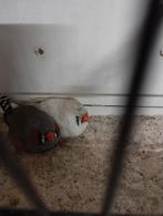 Reste deux beaux couples de mandarins