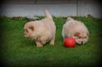 Chow Chow pups, Dieren en Toebehoren, Honden | Poolhonden, Keeshonden en Oertypen, België, Overige rassen, CDV (hondenziekte)