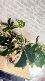 Monstera albo variegata, Huis en Inrichting, Kamerplanten, Ophalen