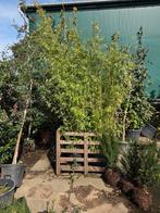 Bamboe, phyllostachys aurea, Tuin en Terras, Planten | Bomen, Ophalen, 100 tot 250 cm