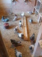 Pigeons voyageurs non bagués