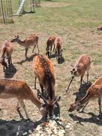 Herten sika's, Dieren en Toebehoren