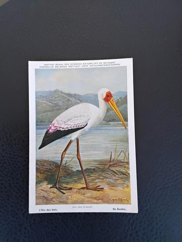 L'IBIS DE LA FORÊT, Enlèvement ou Envoi, Non affranchie, Oiseaux
