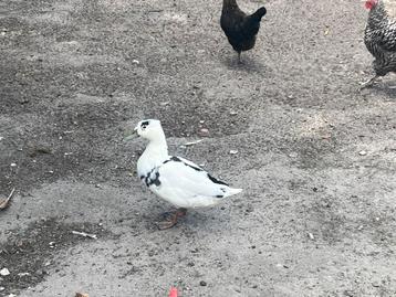 Bonte eend, Mâle, Canard