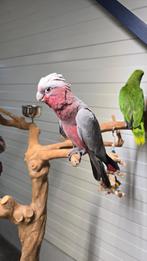 Super tamme Jonge Rose Kakatoe, Dieren en Toebehoren, Papegaai, Geringd