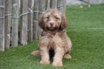 Mini Labradoodle pups (multigen), Dieren en Toebehoren, Honden | Retrievers, Spaniëls en Waterhonden, België, Overige rassen, CDV (hondenziekte)