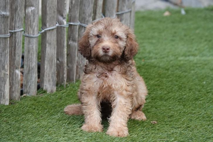 Mini Labradoodle pups (multigen), Dieren en Toebehoren, Honden | Retrievers, Spaniëls en Waterhonden, Meerdere dieren, Overige rassen