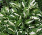 Hosta tuinplanten, Ophalen, Winter