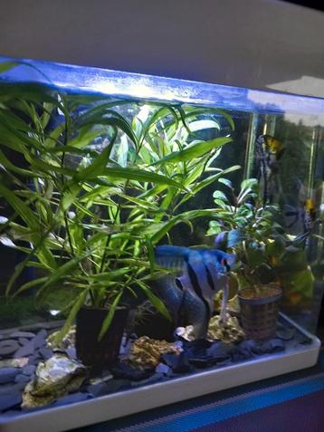 Superfish aquarium 17l beschikbaar voor biedingen