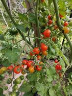 5 graines de tomates cerises Sweet Baby, Envoi, Printemps, Plein soleil, Graine