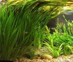 Vallisneria aquariumplant, Dieren en Toebehoren, Ophalen