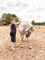 Verzorgpaard gezocht, Dieren en Toebehoren