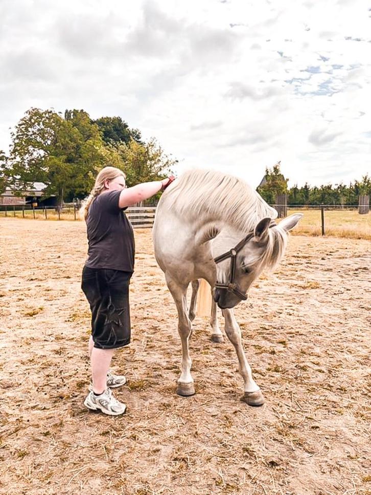 Verzorgpaard gezocht, Dieren en Toebehoren, Paarden