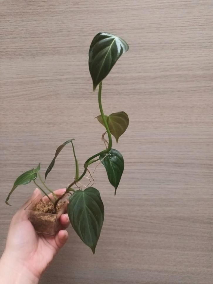 Philodendron splendid, Huis en Inrichting, Kamerplanten, Ophalen of Verzenden