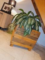 Aglaonema Silver Bay met kist 60x60x60, Huis en Inrichting, Kamerplanten, Overige soorten, Minder dan 100 cm, Halfschaduw, In pot