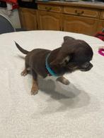 chihuahua pups t.cup & mini raszuiver zeer mooie ! kleintjes, Dieren en Toebehoren, Honden | Chihuahua's en Gezelschapshonden