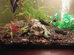 9 molly s en gratis paar guppy, Dieren en Toebehoren