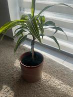 Dracaena, Enlèvement