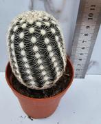 Echinocereus reichenbachii, Verzenden