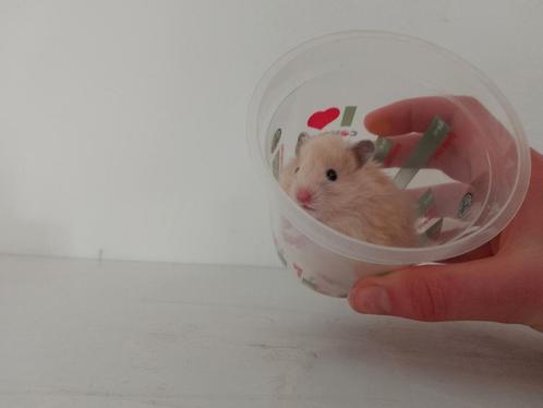 Nestje baby Syrische hamsters, Dieren en Toebehoren, Knaagdieren, Mannelijk