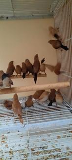 Zilverbekjes, Dieren en Toebehoren, Vogels | Overige Vogels