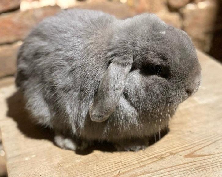 Mâle Minilop (bélier nain), Animaux & Accessoires, Lapins, Nain, Mâle, 0 à 2 ans, Oreilles tombantes
