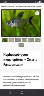 Zwarte fantoomzalm 2.cm locatie maastricht, Tickets en Kaartjes