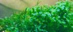 Waterplanten – levermos, Dieren en Toebehoren, Vissen | Aquaria en Toebehoren, Ophalen of Verzenden