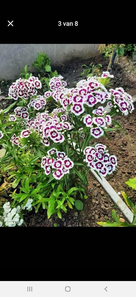 Prachtige duizendschoon of Dianthus, Tuin en Terras, Planten | Tuinplanten, Zomer, Ophalen