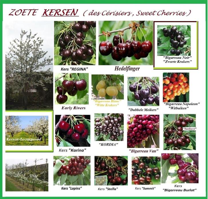 KERSENBOMEN: VERSCH.SOORTEN: LAAGSTAM 15€, HALFSTAM 22€/stuk, Tuin en Terras, Planten | Tuinplanten, Vaste plant, Fruitplanten