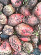 Voederbieten, Animaux & Accessoires, Chevaux & Poneys | Autres trucs de cheval, Enlèvement