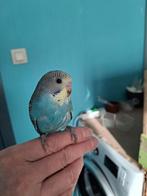 handtamme grasparkietjes, Meerdere dieren, Parkiet, Tam