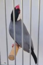 Rijstvogels, Dieren en Toebehoren, Vogels | Overige Vogels, Geslacht onbekend, Tropenvogel, Geringd