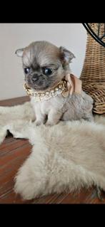 Chihuahua, Dieren en Toebehoren, Honden | Chihuahua's en Gezelschapshonden, België, Fokker | Hobbymatig, 8 tot 15 weken, Meerdere
