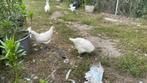 Poule de Bresse, jonge kippen en hanen, Dieren en Toebehoren, Pluimvee