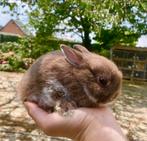 Schattige dwergkonijntjes raszuivere Kleurdwergen, Dieren en Toebehoren, Konijnen, Meerdere dieren, Dwerg, 0 tot 2 jaar