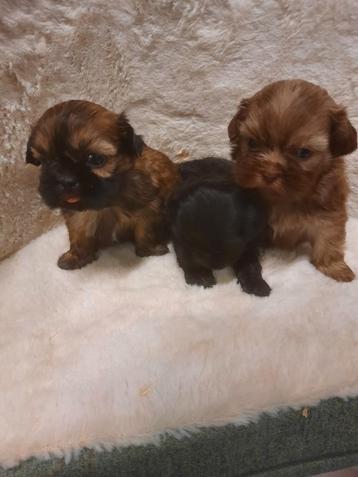 Shih-Tzu beschikbaar voor biedingen