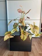 Plant Syngonium Neon Robusta, Ophalen, Overige soorten, Halfschaduw, In pot