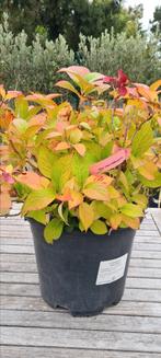 Hortensia - Hydrangea, Ophalen, Halfschaduw