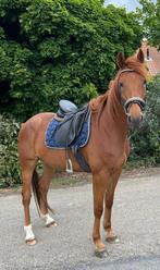 Lief en aanhankelijk paard, Dieren en Toebehoren, Paarden, Ruin, Niet van toepassing, 3 tot 6 jaar, Recreatiepaard