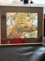 Metaalgravure van een luipaard, Ophalen, Zo goed als nieuw