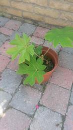 Papierrijst plant met mooi groot blad, Ophalen