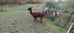 Alpacas, Dieren en Toebehoren, Overige Dieren