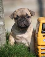 Franse Bulldog, Dieren en Toebehoren, België, CDV (hondenziekte), 8 tot 15 weken, Bulldog