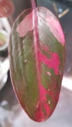Philodendron princess of fire tricolor, Ophalen of Verzenden